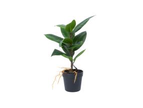 Keinotekoinen kasvi GREENLAND H35cm, "Kumiviikuna"