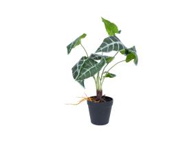Keinotekoinen taimi GREENLAND H40cm, "Alocasia"