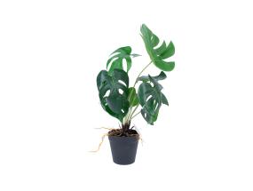Tekokasvi GREENLAND H40cm, "Monstera"