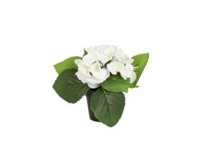 Tekokukka IN GARDEN H18cm, valkoinen hortensia ruukussa