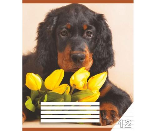 Viivoitettu muistikirja, 12 sivua