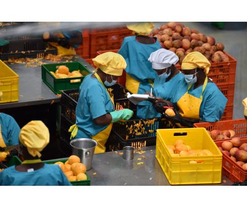 Kuivattu banaani TROPICKS 2,5kg, sokeriton