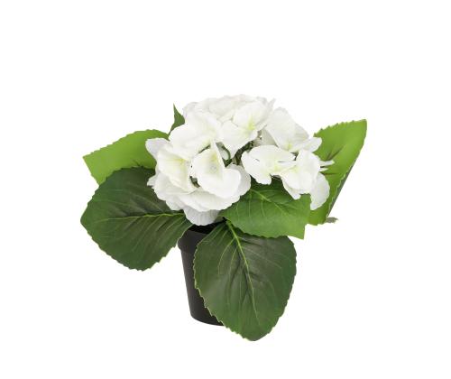 Tekokukka IN GARDEN H18cm, valkoinen hortensia ruukussa