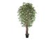 Tekopuu WIND FICUS H210cm tekopuu WIND FICUS H210cm
