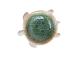 Koriste AMY TURTLE 21x14x6,5cm