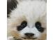 Taustakuva WALLY 40x50cm, vauva panda