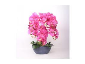 Orhide GARDEN QUEEN H64cm, tumeroosa