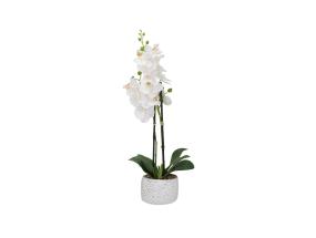 Orkidea GARDEN QUEEN, h40cm, valkoinen