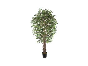 Tekopuu WIND FICUS H210cm tekopuu WIND FICUS H210cm