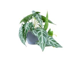 Keinotekoinen kasvi GREENLAND H15cm, alocasia