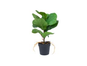 Keinotekoinen taimi GREENLAND H35cm, "Clusia rosea";