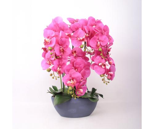 Orhide GARDEN QUEEN H64cm, tumeroosa