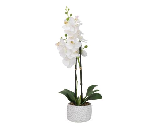 Orkidea GARDEN QUEEN, h40cm, valkoinen