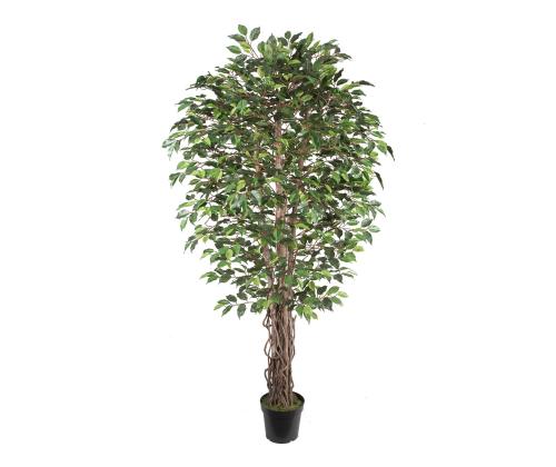 Tekopuu WIND FICUS H210cm tekopuu WIND FICUS H210cm