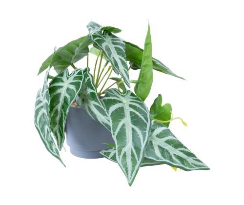 Keinotekoinen kasvi GREENLAND H15cm, alocasia