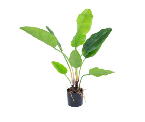 Keinotekoinen taimi GREENLAND H78cm, "Strelitzia "