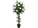 Keinotekoinen puu ROSE TREE, H120cm, 2 varret, musta ruukku