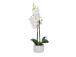 Orkidea GARDEN QUEEN, h40cm, valkoinen
