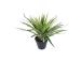 Keinotekoinen kasvi GREEN GRASS, K30cm, musta ruukku