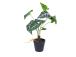 Keinotekoinen taimi GREENLAND H40cm, "Alocasia"